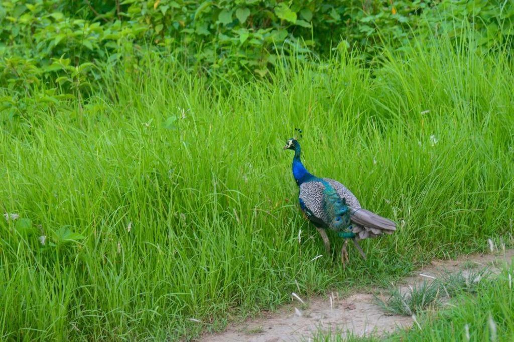 Hotel Greenland Safari Sauraha Exterior foto